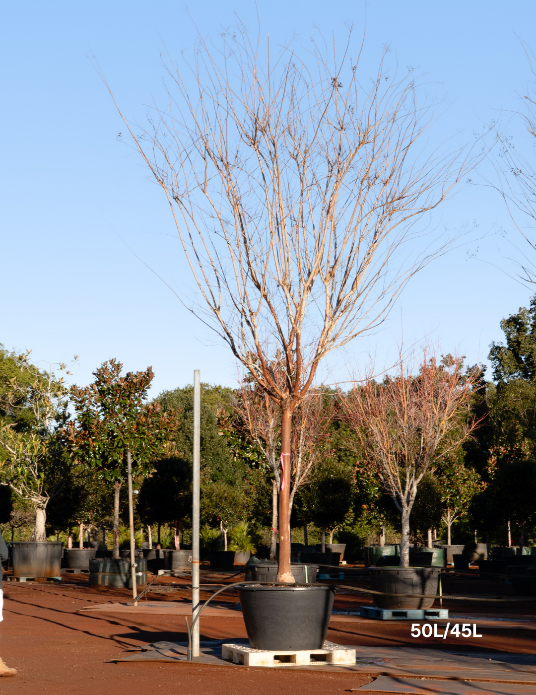 Lagerstroemia indica 'Natchez' (White) - Crepe Myrtle