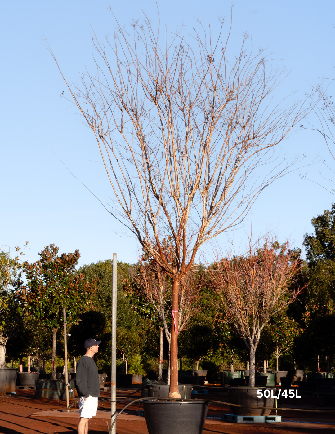 Lagerstroemia indica 'Natchez' (White) - Crepe Myrtle