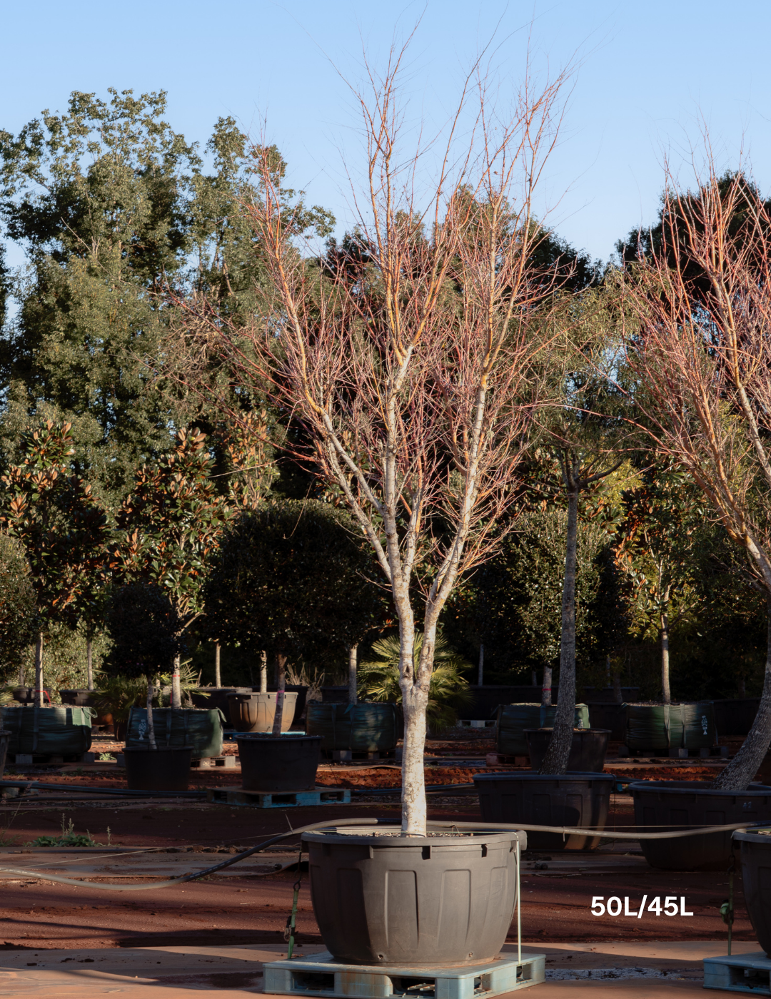 Lagerstroemia indica 'Natchez' (White) - Crepe Myrtle
