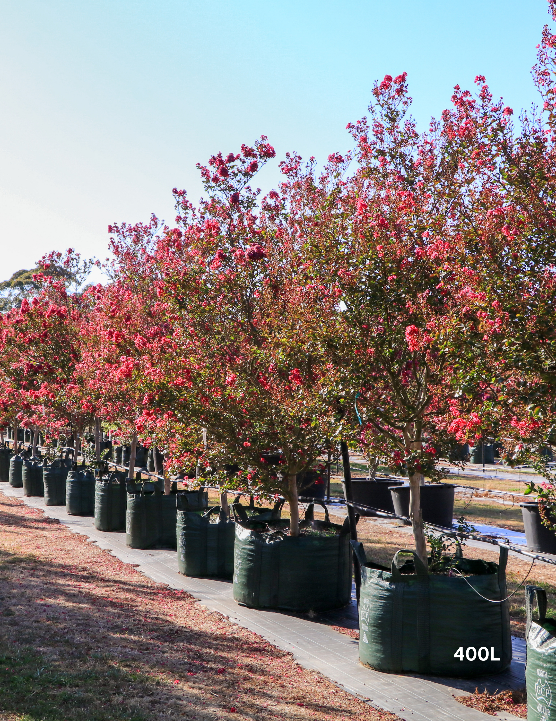 Lagerstroemia indica 'Tonto' (Vibrant Pink) - Evergreen Trees Direct