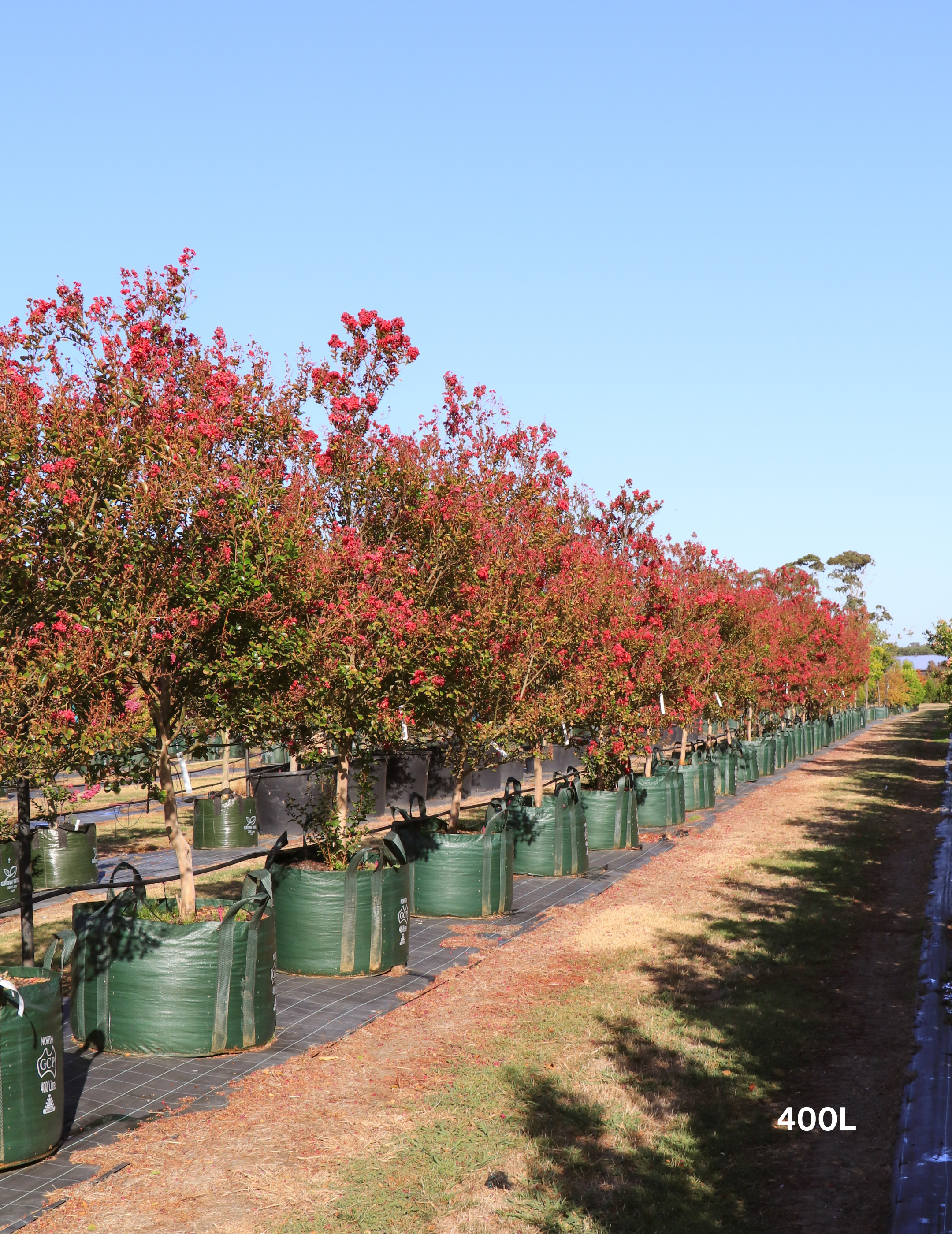 Lagerstroemia indica 'Tonto' (Vibrant Pink) - Evergreen Trees Direct
