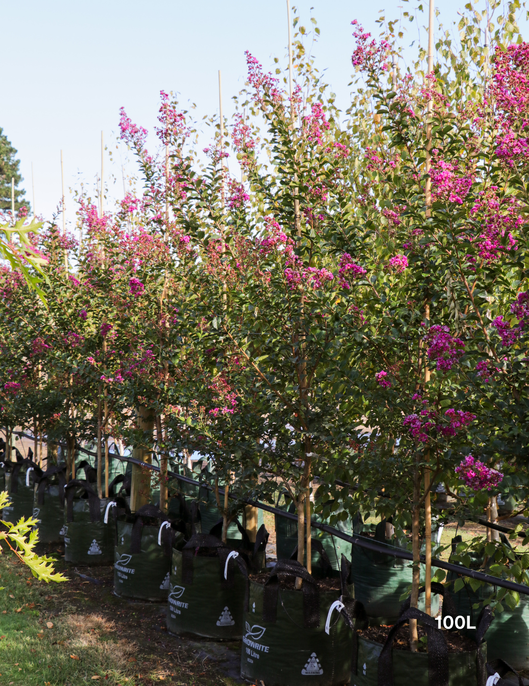 Lagerstroemia indica 'Zuni' Magenta Pink Crepe Myrtle