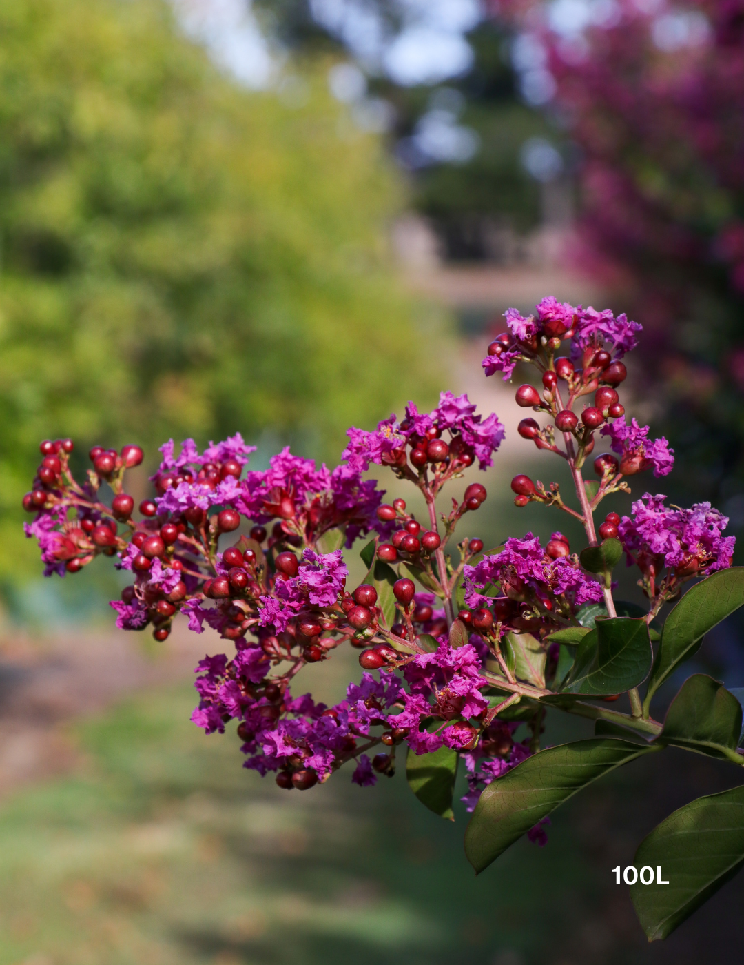 Lagerstroemia indica 'Zuni' Magenta Pink Crepe Myrtle