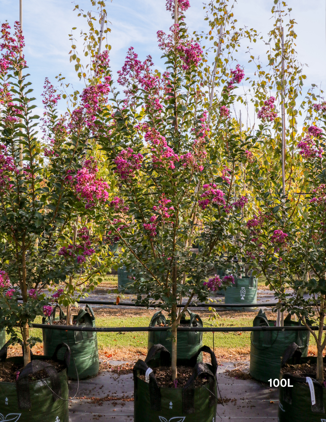 Lagerstroemia indica 'Zuni' Magenta Pink Crepe Myrtle