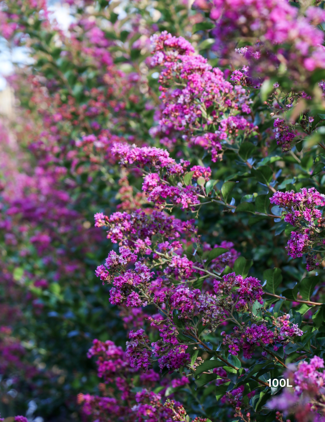 Lagerstroemia indica 'Zuni' Magenta Pink Crepe Myrtle