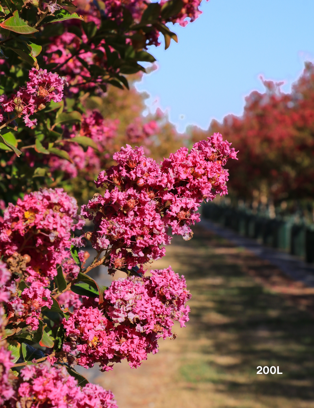 Lagerstroemia indica 'Zuni' Magenta Pink Crepe Myrtle