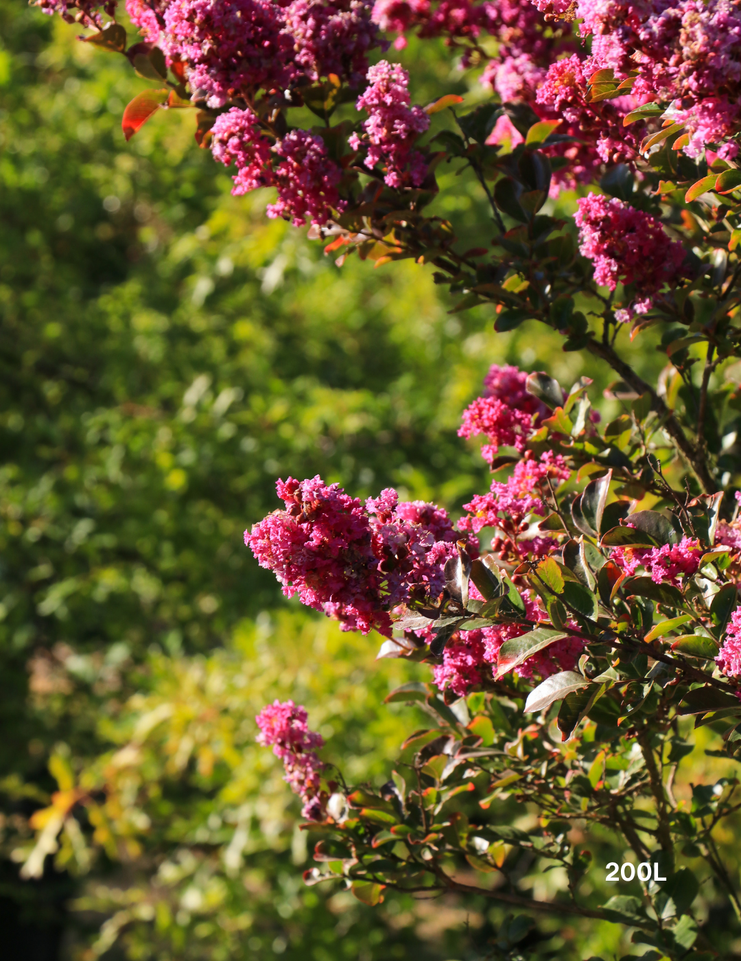 Lagerstroemia indica 'Zuni' Magenta Pink Crepe Myrtle