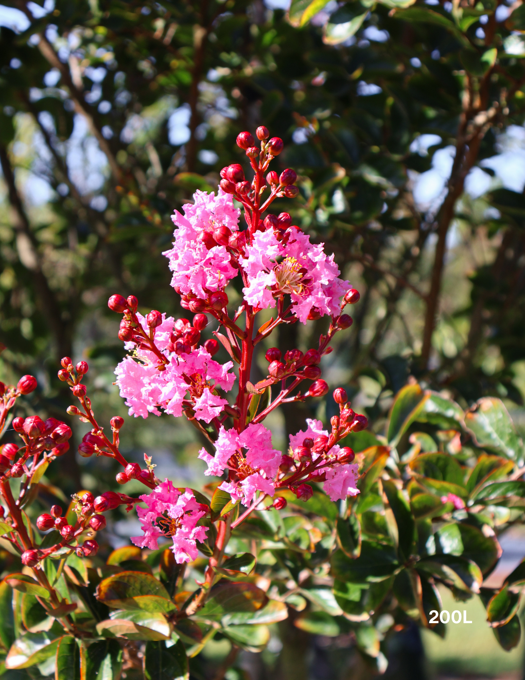 Lagerstroemia indica 'Zuni' Magenta Pink Crepe Myrtle