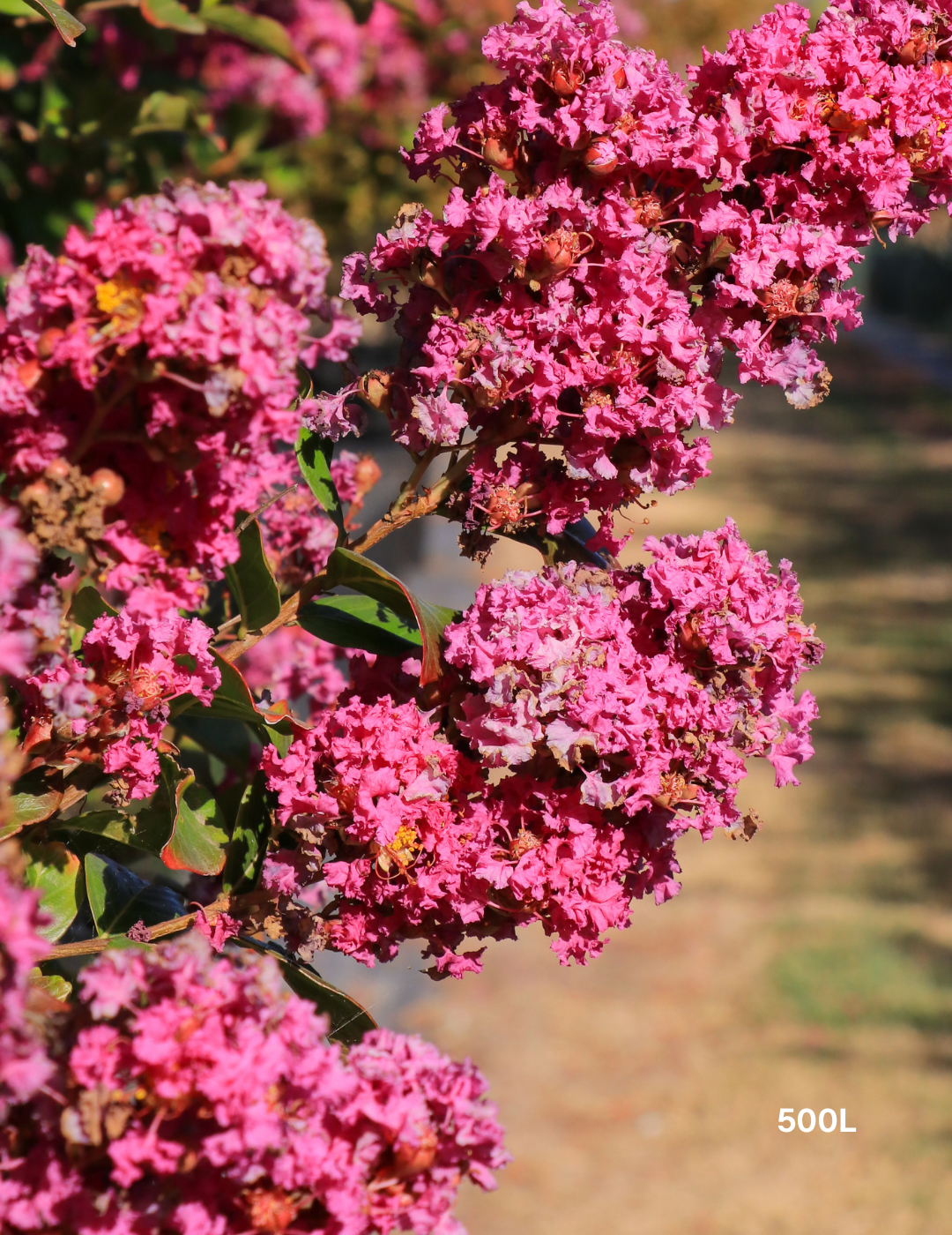Lagerstroemia indica 'Zuni' Magenta Pink Crepe Myrtle