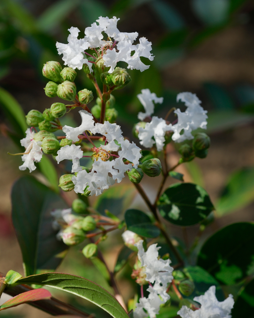 Lagerstroemia indica 'Acoma' - Dwarf White Crepe Myrtle