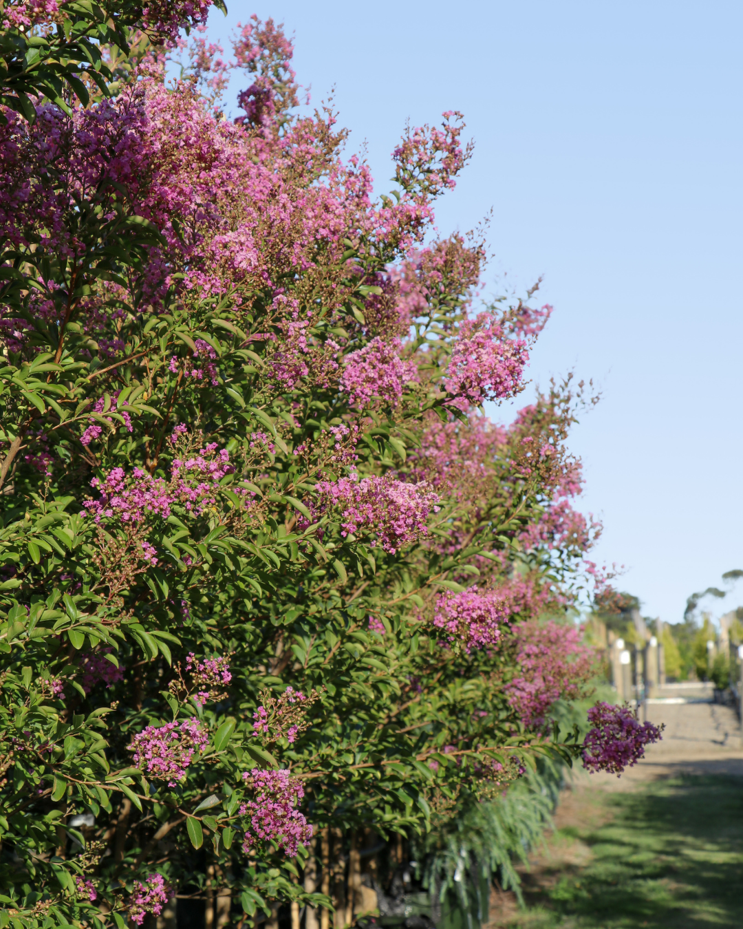 Lagerstroemia indica 'Hopi' (Pink)