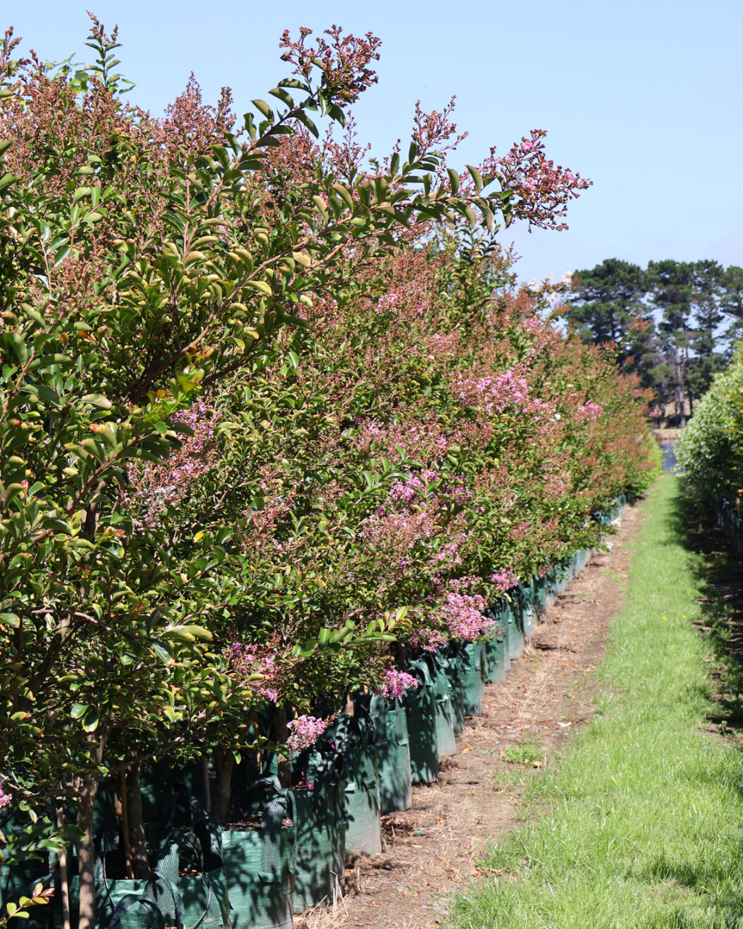 Lagerstroemia indica 'Lipan' (Soft Pink)