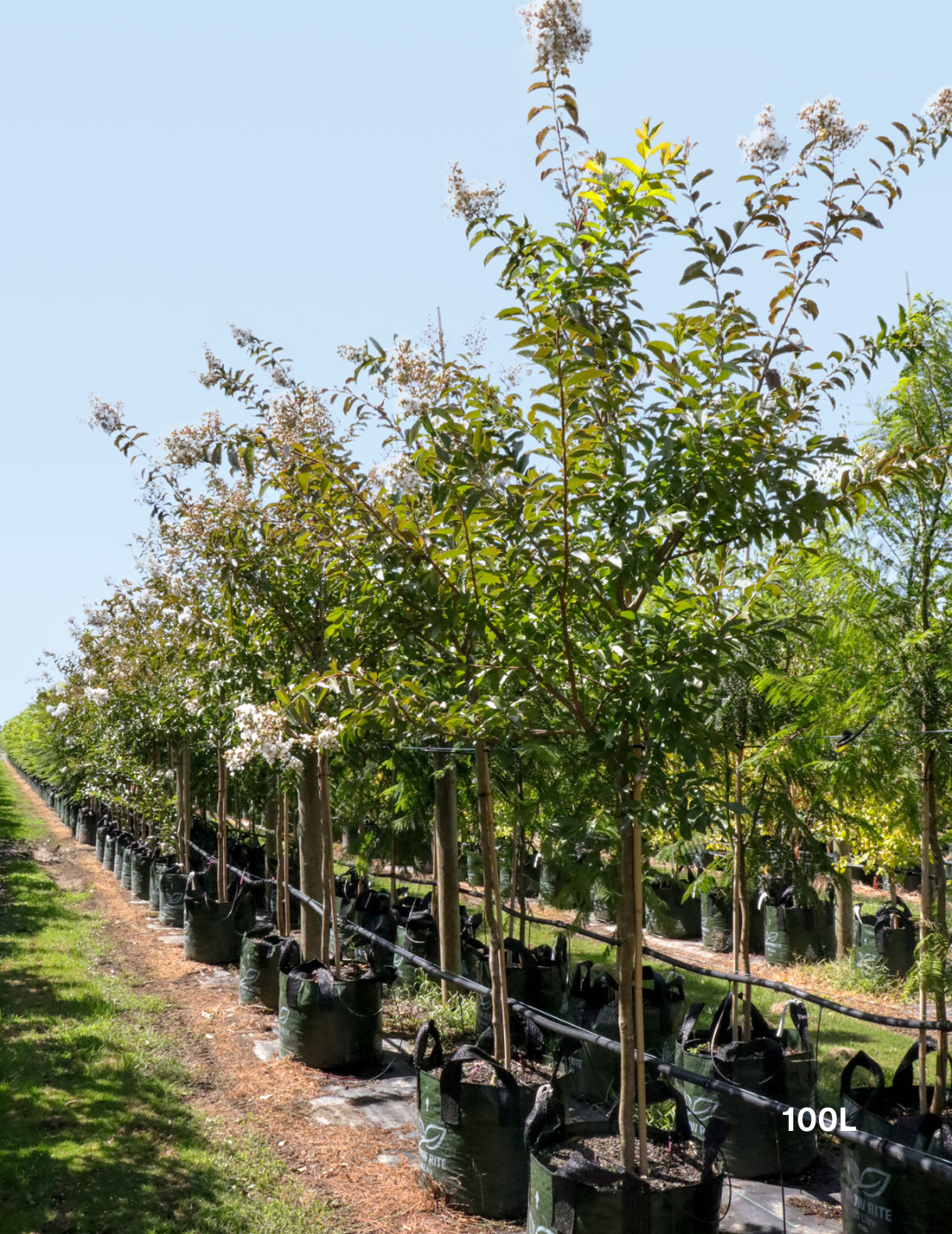 Lagerstroemia indica 'Natchez' (White) - Crepe Myrtle - Evergreen Trees Direct
