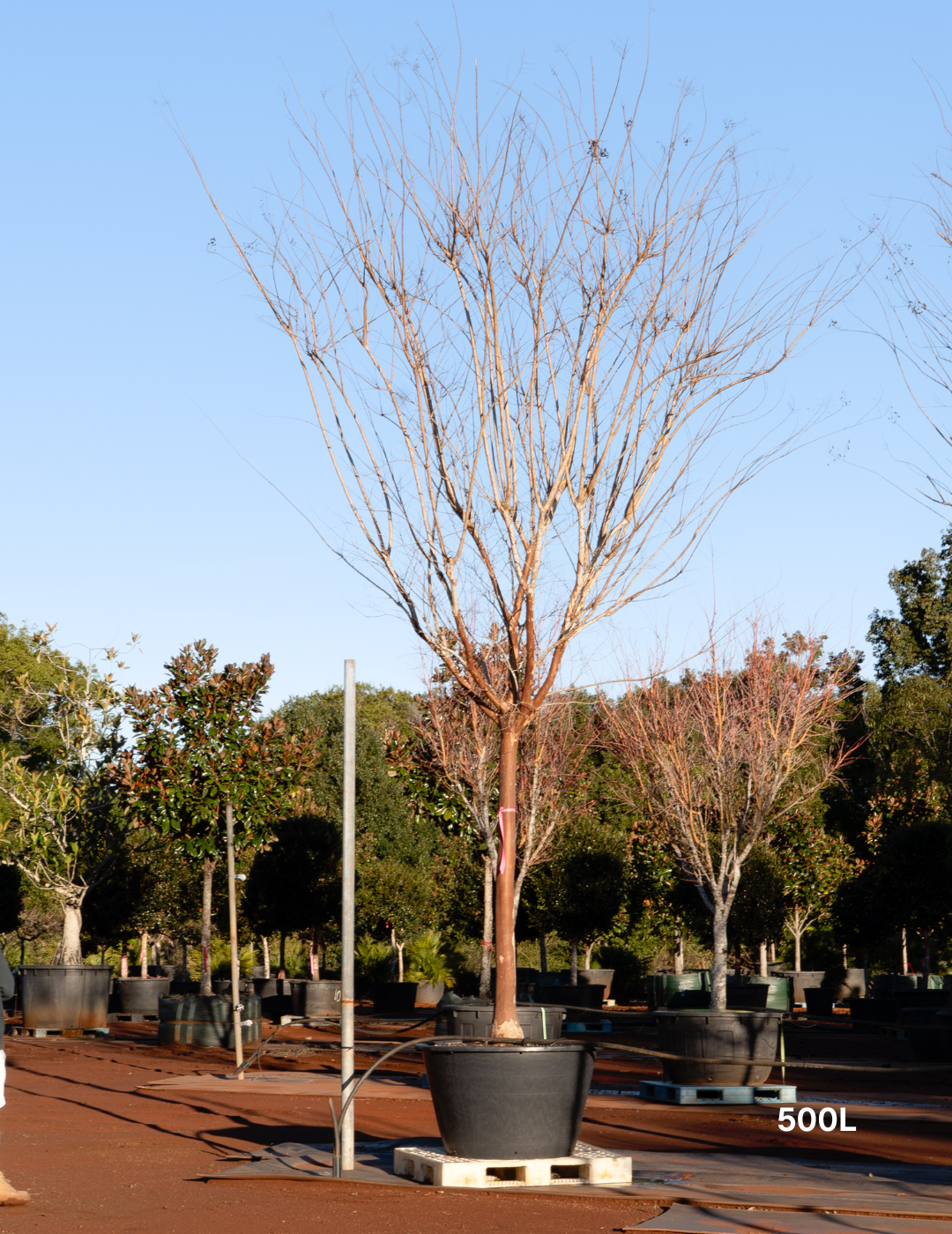 Lagerstroemia indica 'Natchez' (White) - Crepe Myrtle - Evergreen Trees Direct