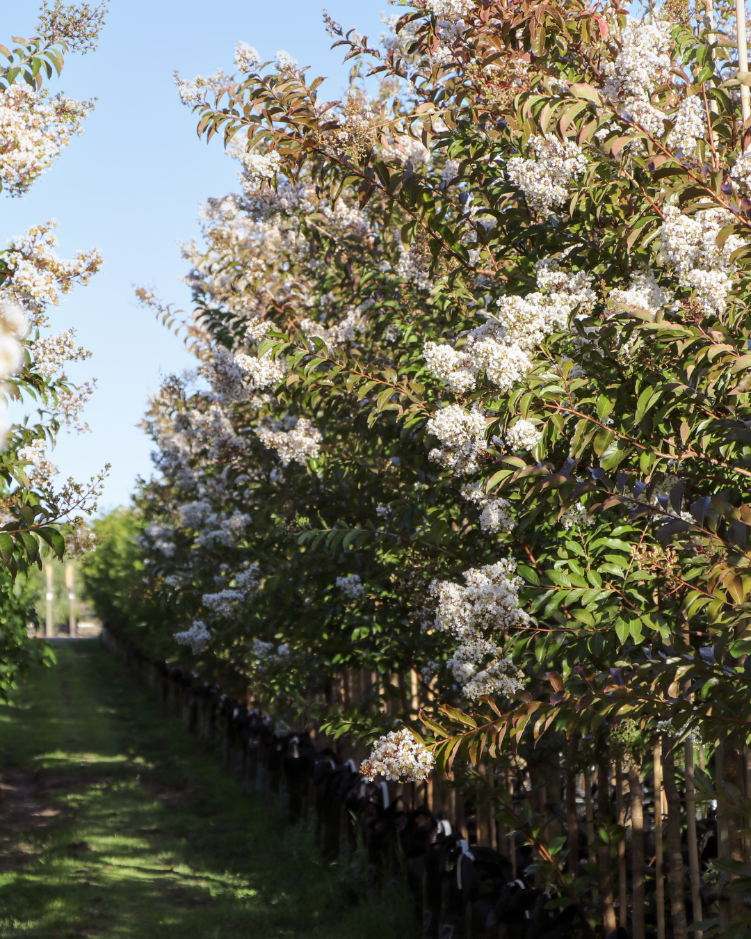 Lagerstroemia indica 'Natchez' White Crepe Myrtle