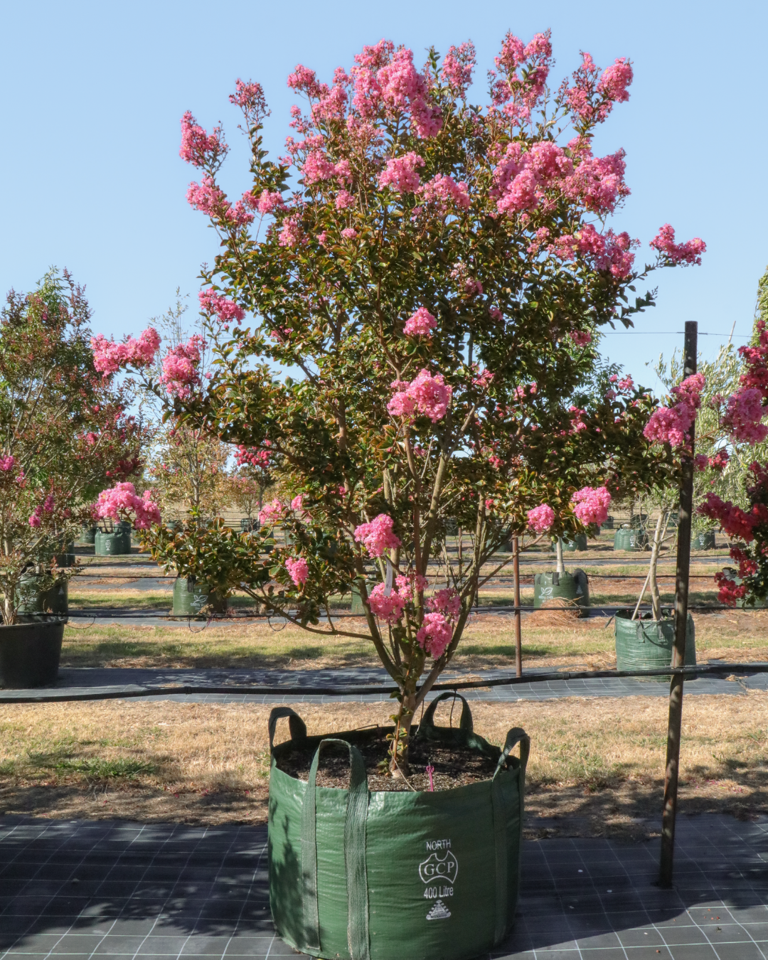 Lagerstroemia indica 'Sioux' Fuchsia Pink Crepe Myrtle