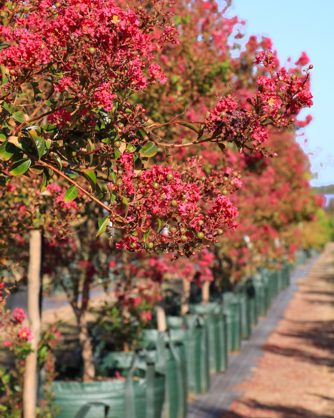 Lagerstroemia indica 'Tonto' (Vibrant Pink)
