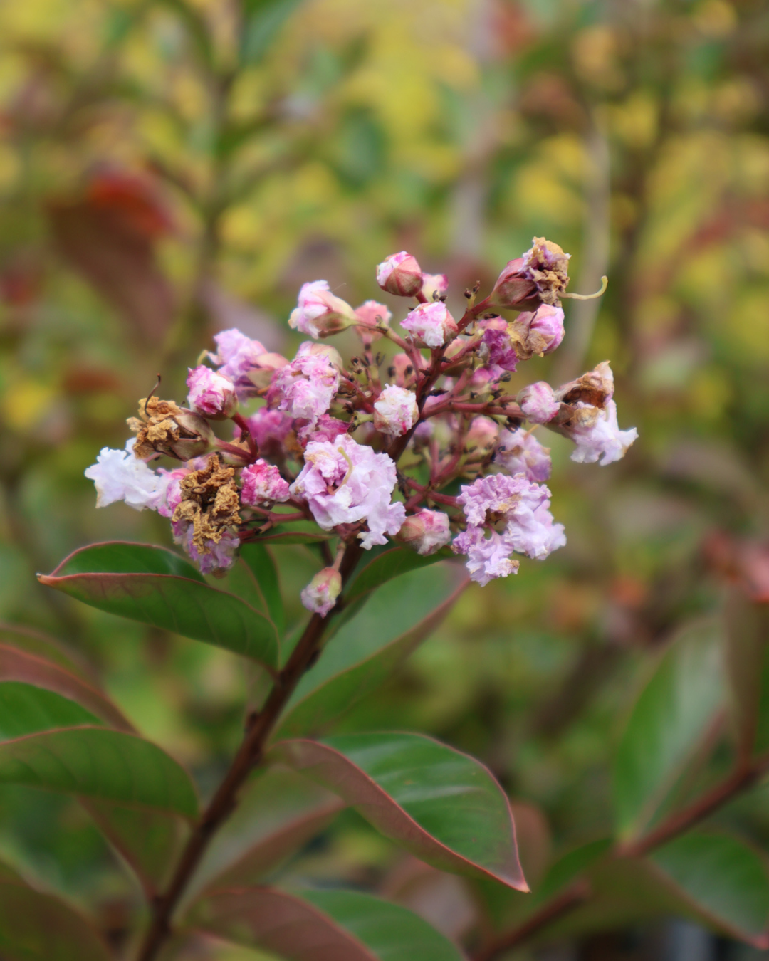 Lagerstroemia indica 'Yuma' (Light Pink)