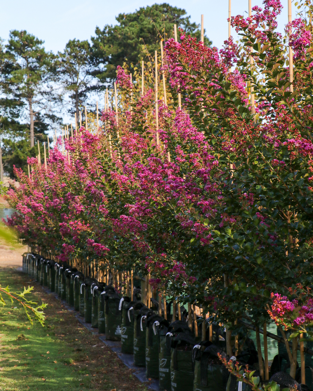 Lagerstroemia indica 'Zuni' Magenta Pink Crepe Myrtle
