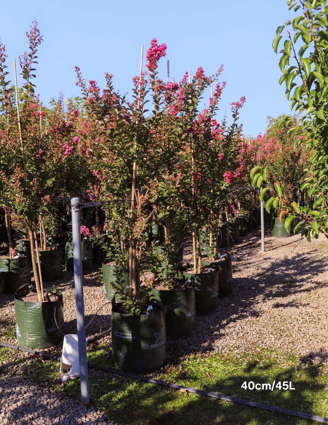 Lagerstroemia indica 'Zuni' Magenta Pink Crepe Myrtle