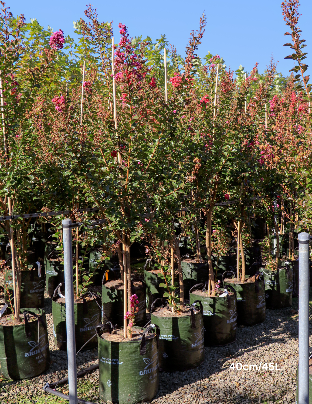 Lagerstroemia indica 'Zuni' - Pink Crepe Myrtle - Evergreen Trees