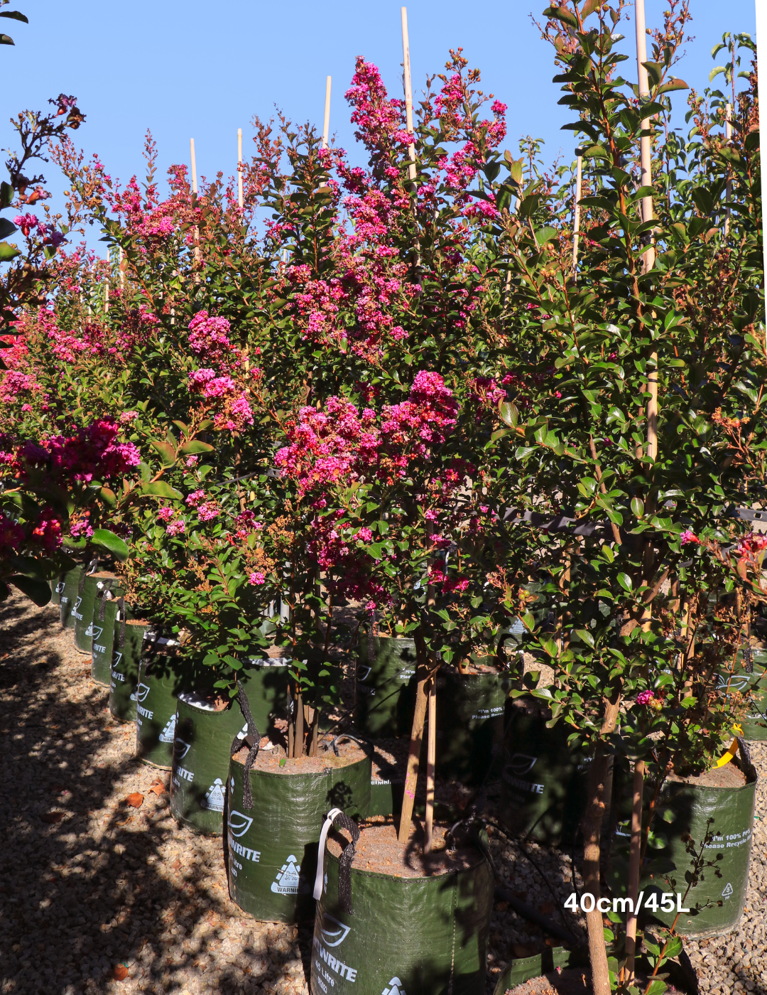 Lagerstroemia indica 'Zuni' Magenta Pink Crepe Myrtle