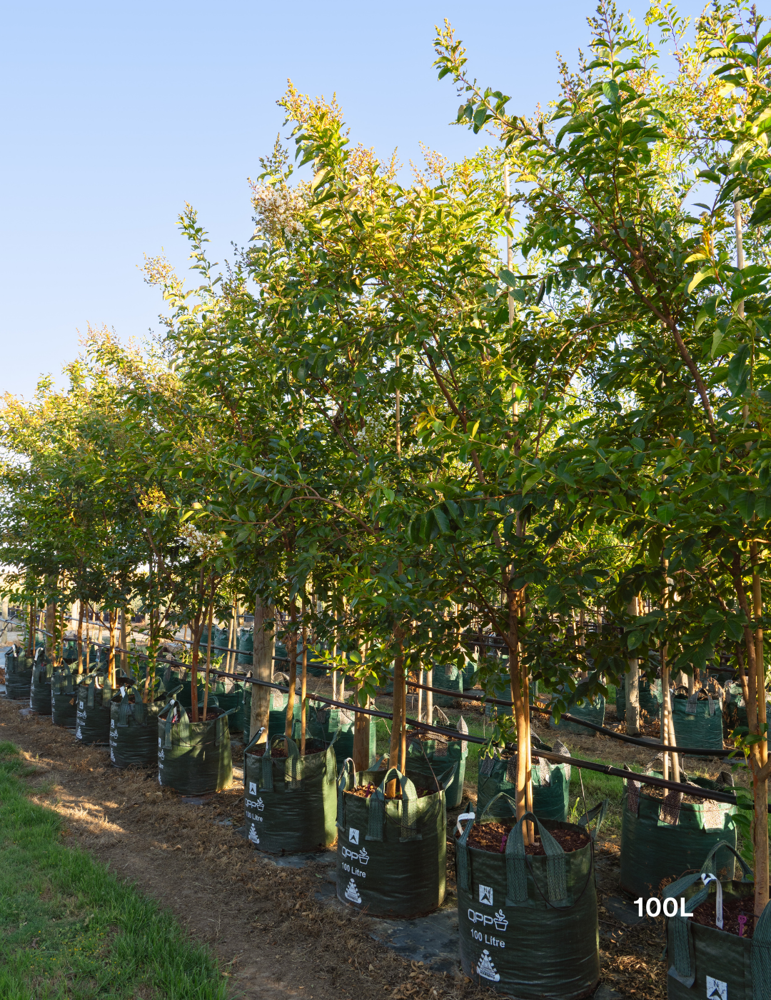 Lagerstroemia indica 'Natchez' (White) - Crepe Myrtle - Evergreen Trees Direct