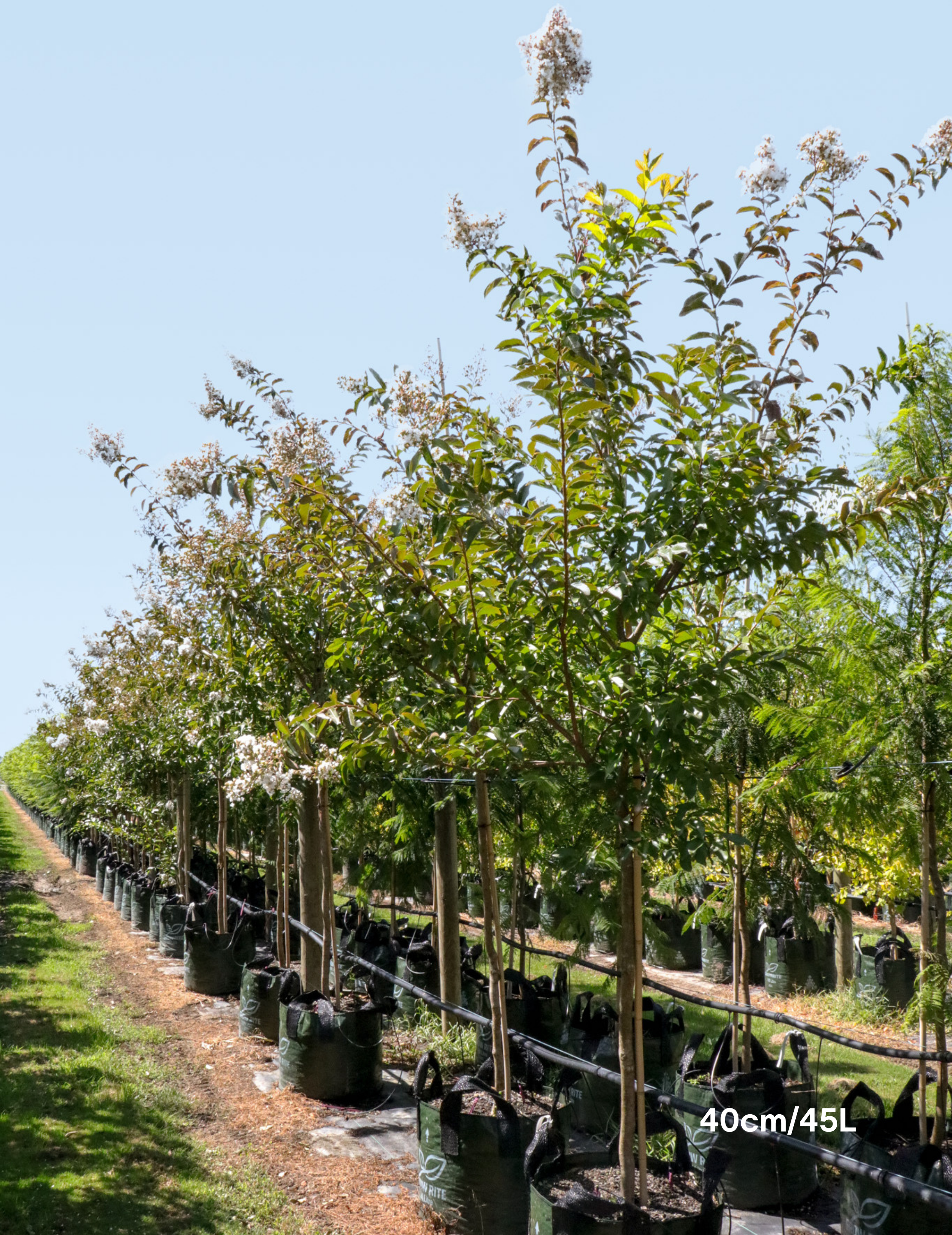 Lagerstroemia indica 'Natchez' (White) - Crepe Myrtle