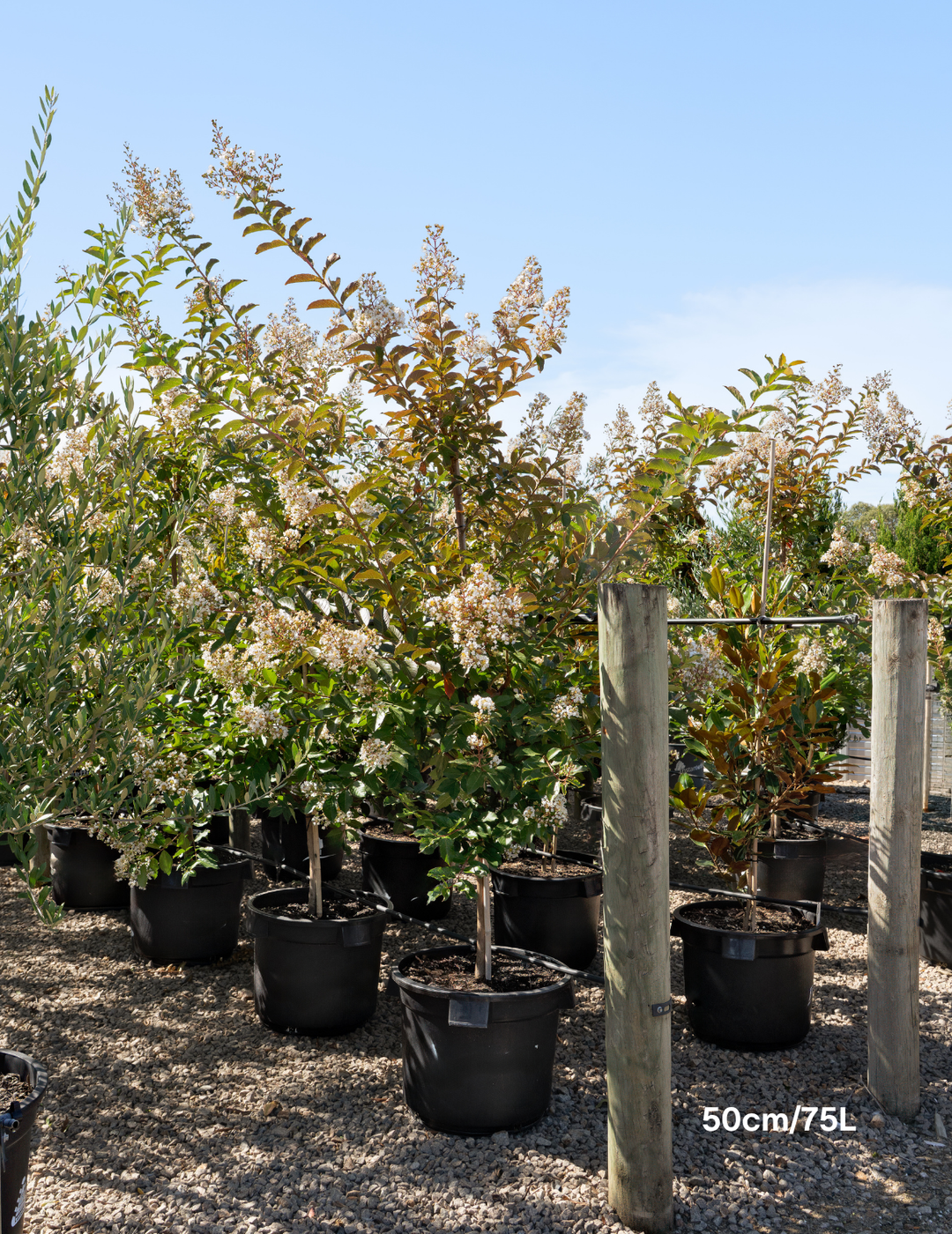Lagerstroemia indica 'Natchez' White Crepe Myrtle