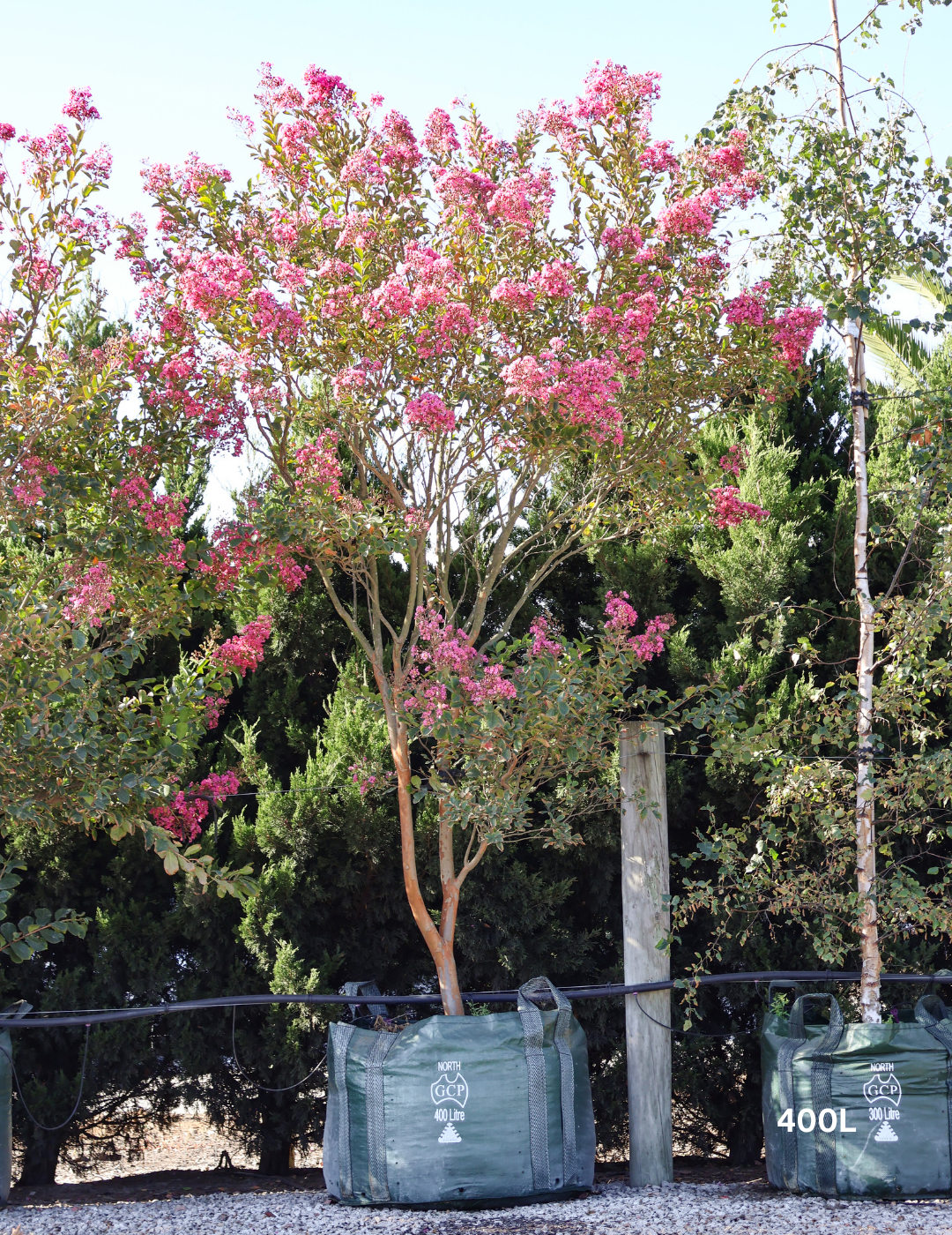 Lagerstroemia indica 'Sioux' Fuchsia Pink Crepe Myrtle