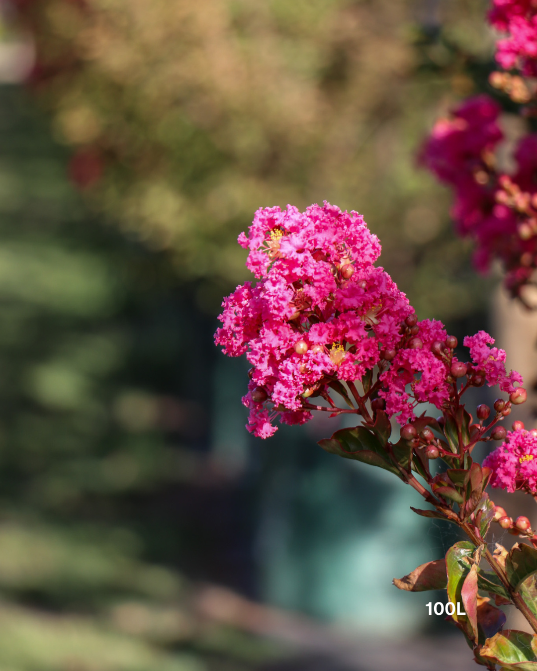 Lagerstroemia indica 'Tuscarora' - Dark Pink Crepe Myrtle - Evergreen Trees Direct
