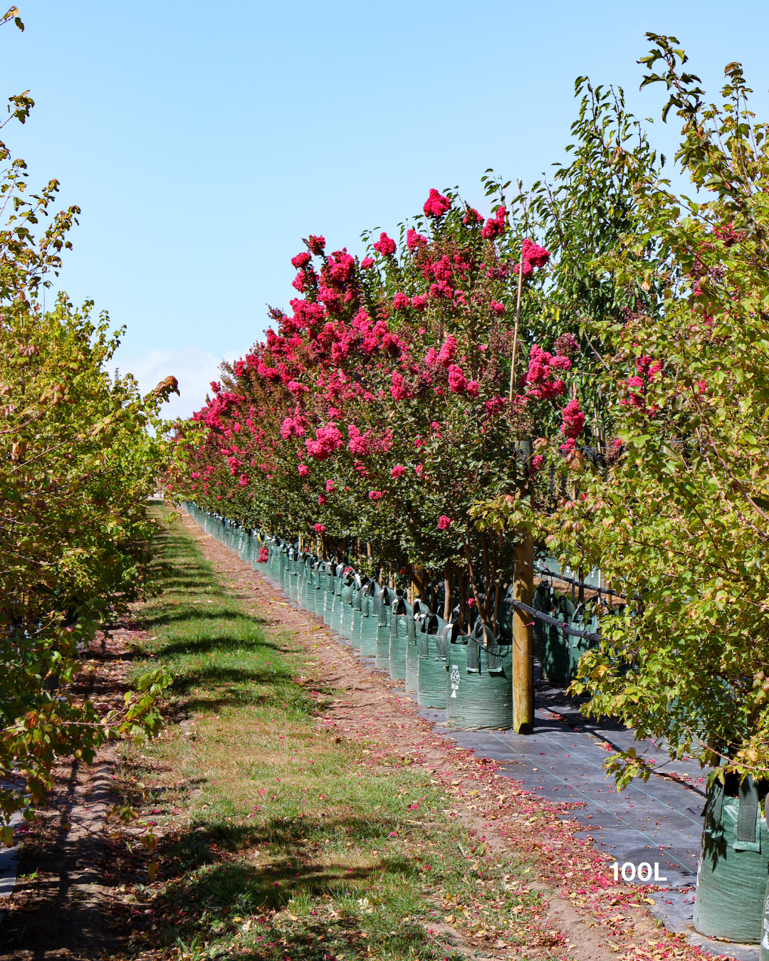Lagerstroemia indica 'Tuscarora' - Dark Pink Crepe Myrtle - Evergreen Trees Direct
