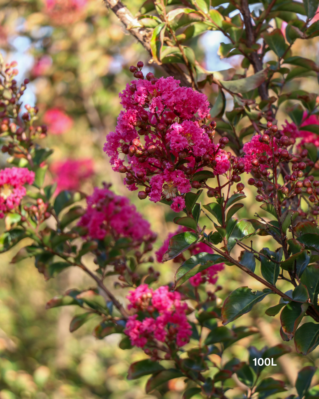 Lagerstroemia indica 'Tuscarora' Dark Pink Crepe Myrtle