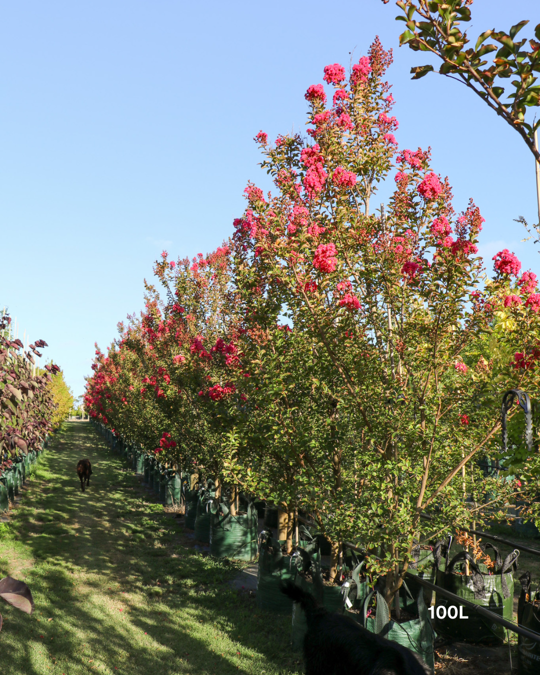Lagerstroemia indica 'Tuscarora' Dark Pink Crepe Myrtle