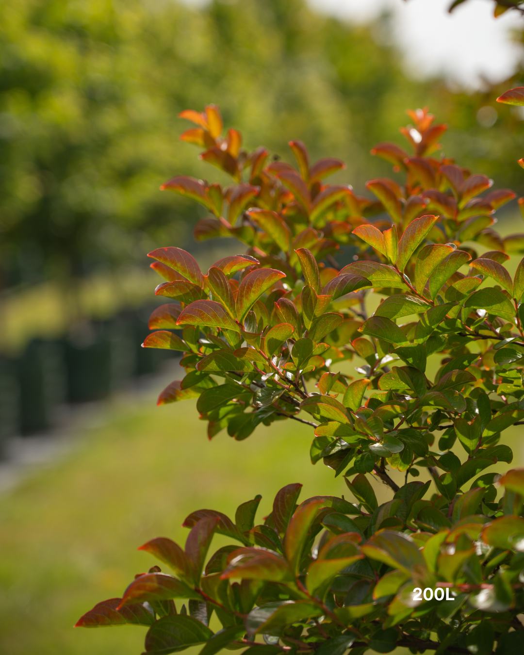 Lagerstroemia indica 'Tuscarora' - Dark Pink Crepe Myrtle - Evergreen Trees Direct