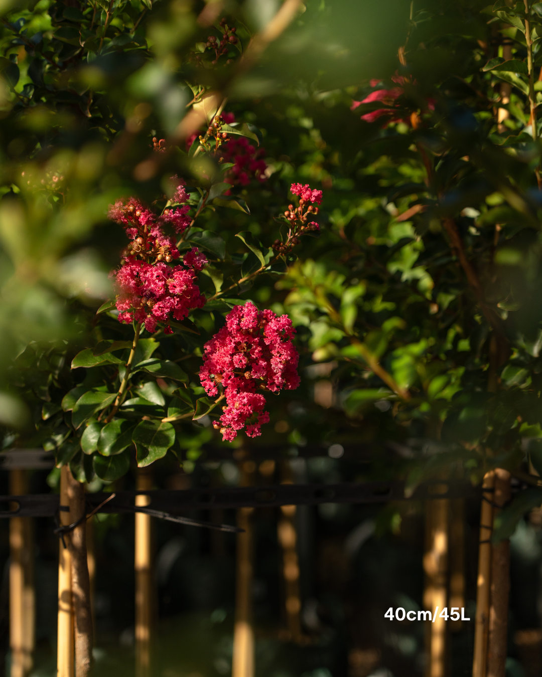Lagerstroemia indica 'Tuscarora' Dark Pink Crepe Myrtle