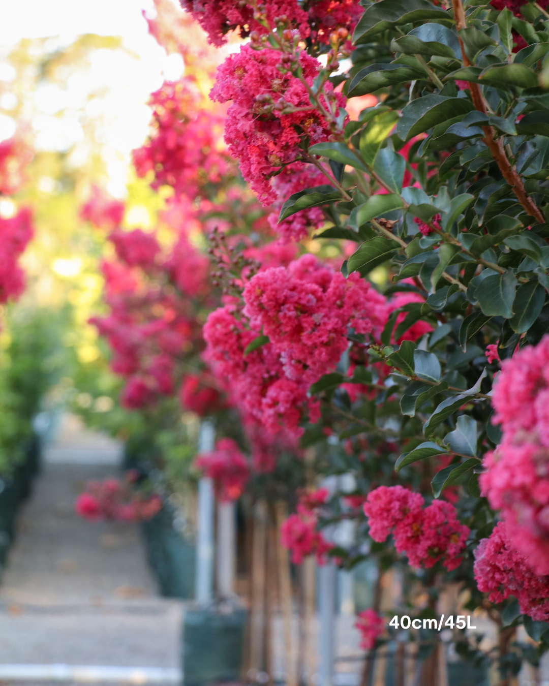 Lagerstroemia indica 'Tuscarora' Dark Pink Crepe Myrtle