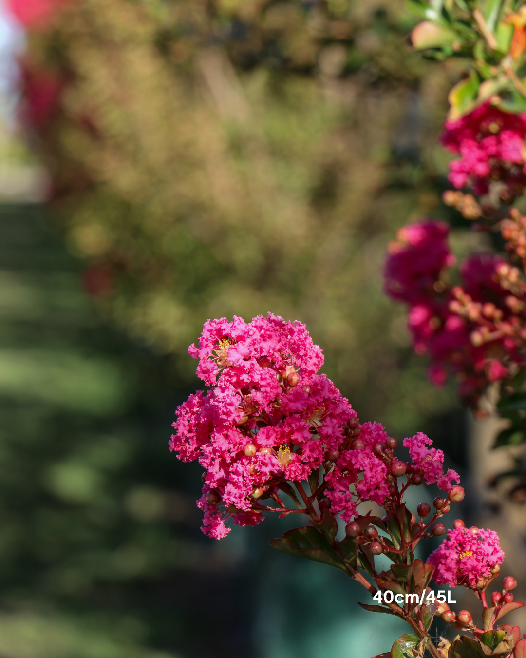 Lagerstroemia indica 'Tuscarora' Dark Pink Crepe Myrtle