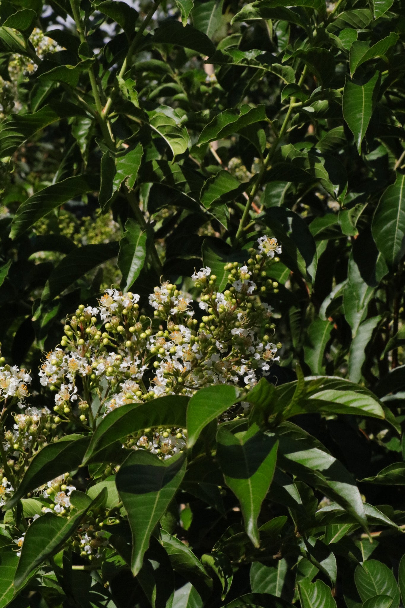 Lagerstroemia fauriei 'Fantasy' - White Crepe Myrtle - Evergreen Trees Direct