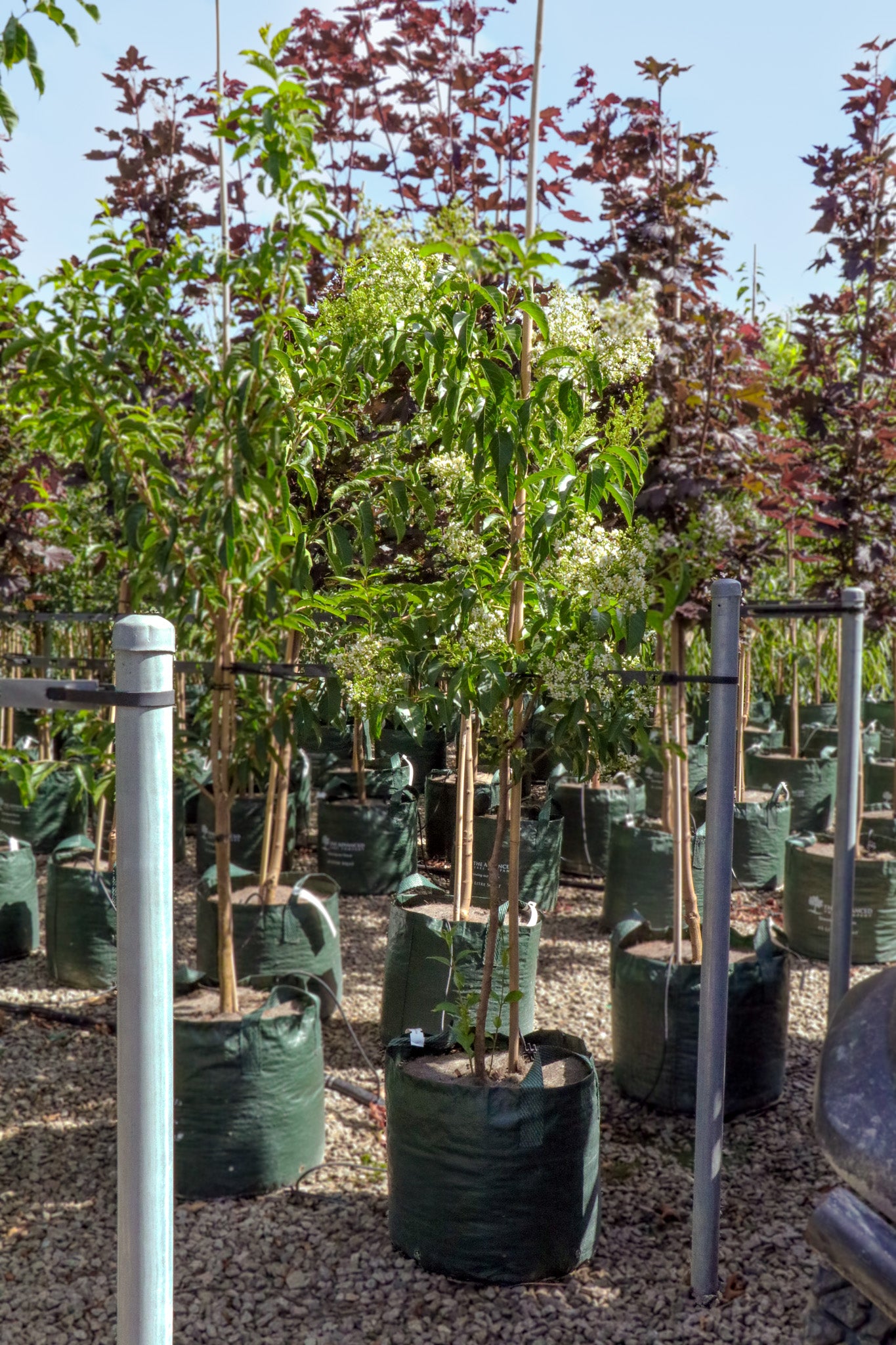 Lagerstroemia fauriei 'Fantasy' - White Crepe Myrtle - Evergreen Trees Direct
