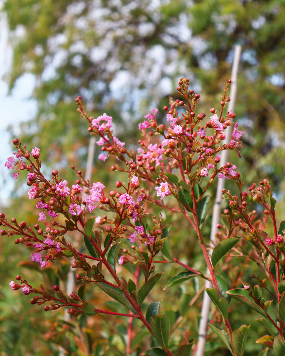 Lagerstroemia indica 'Biloxi' - Crepe Myrtle