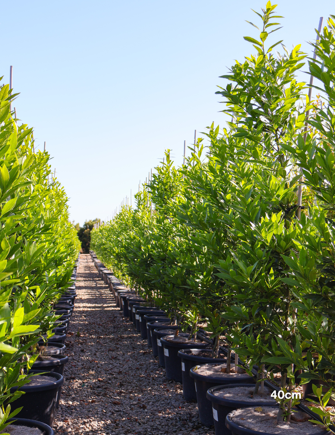 Laurus nobilis 'Miles Choice' - Bay Tree - Evergreen Trees Direct