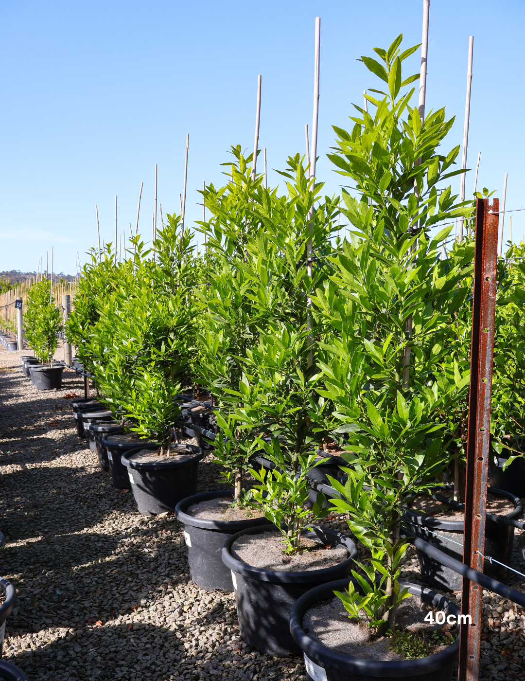 Laurus nobilis 'Miles Choice' - Bay Tree - Evergreen Trees Direct