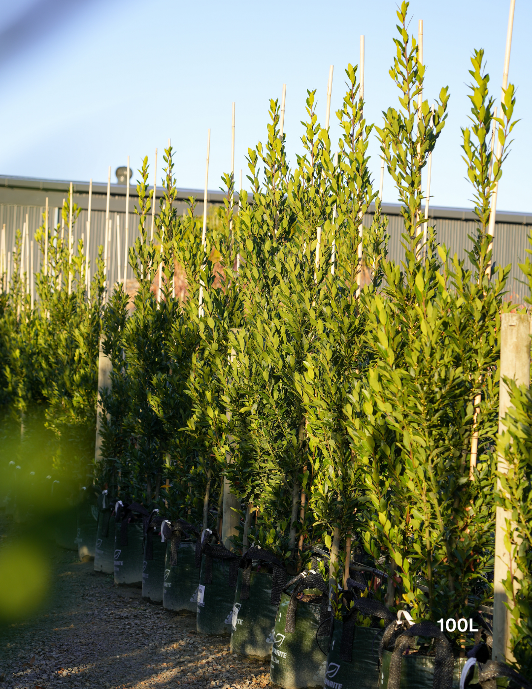 Laurus nobilis 'Miles Choice' - Bay Tree - Evergreen Trees Direct