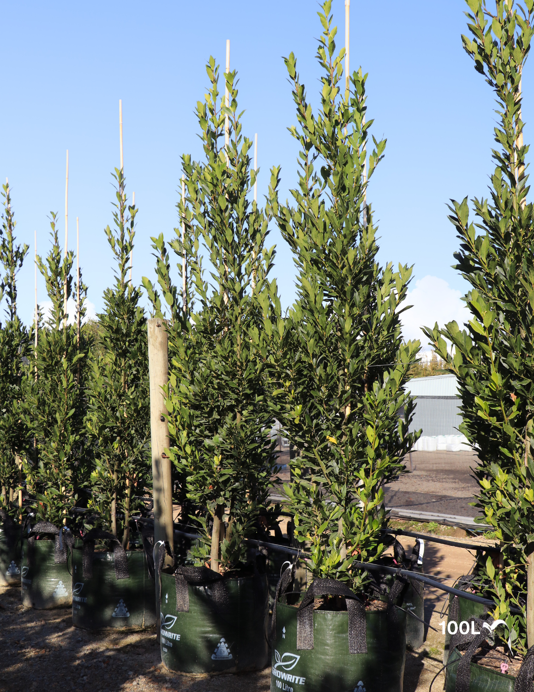 Laurus nobilis 'Miles Choice' - Bay Tree - Evergreen Trees Direct