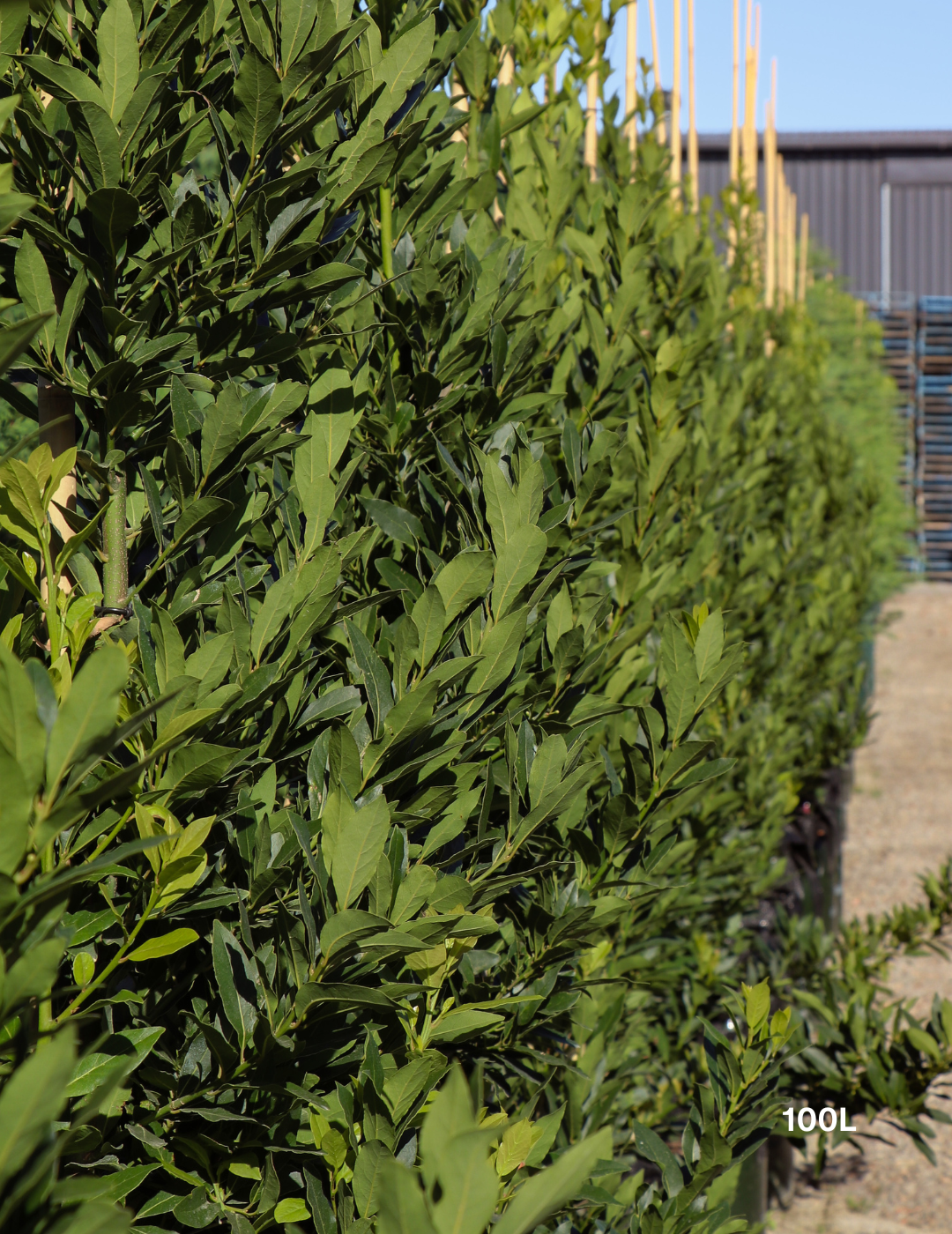 Laurus nobilis 'Miles Choice' - Bay Tree - Evergreen Trees Direct