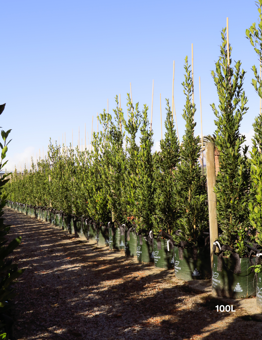 Laurus nobilis 'Miles Choice' - Bay Tree - Evergreen Trees Direct