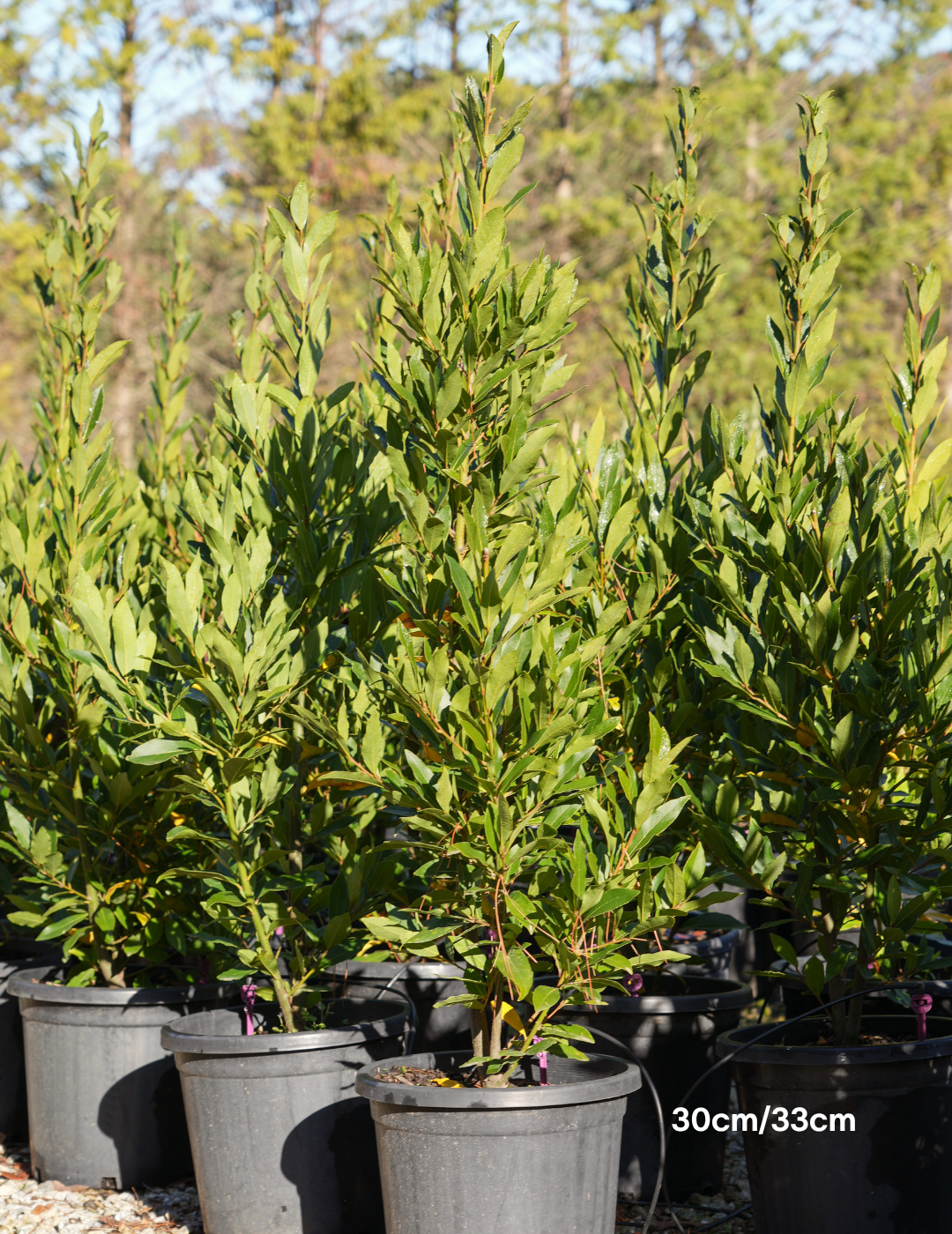 Laurus nobilis 'Miles Choice' - Bay Tree - Evergreen Trees Direct