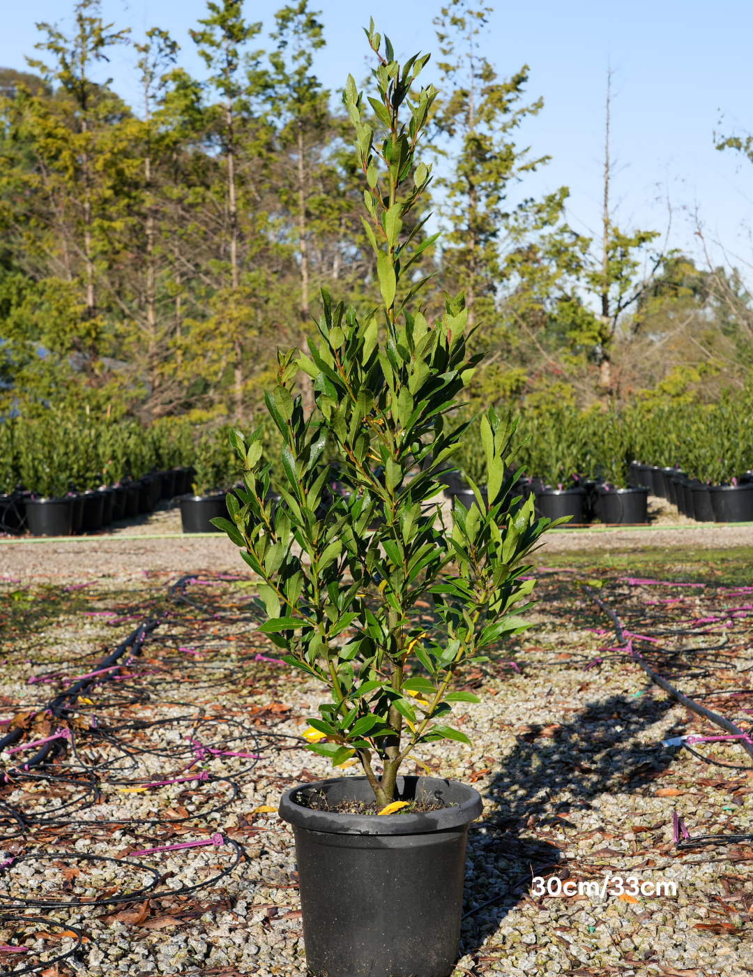 Laurus nobilis 'Miles Choice' - Bay Tree - Evergreen Trees Direct
