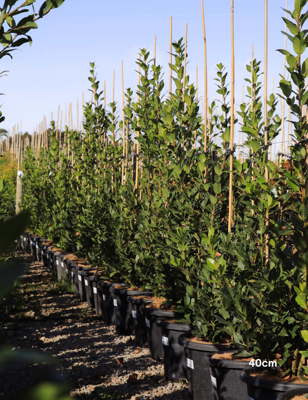 Laurus nobilis 'Miles Choice' - Bay Tree - Evergreen Trees Direct